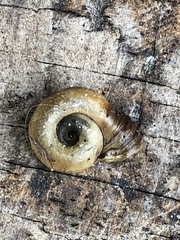 Planorbella campanulata