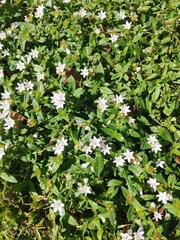 Richardia grandiflora