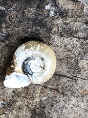 Planorbella campanulata