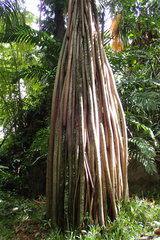Martellidendron hornei