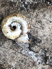 Planorbella campanulata