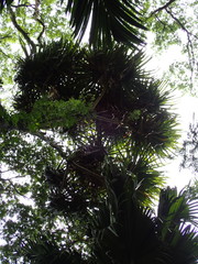 Martellidendron hornei