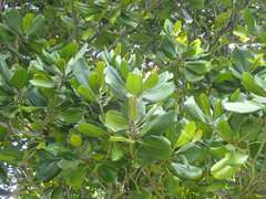 Mimusops sechellarum