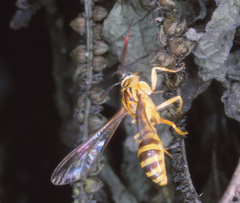 Pseudosphex kenedyae