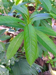 Sapium glandulosum