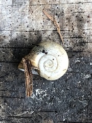 Planorbella campanulata