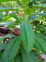 Sapium glandulosum