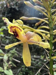 Epidendrum scytocladium