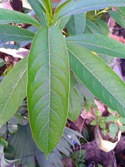 Sapium glandulosum