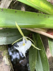 Epidendrum eburneum