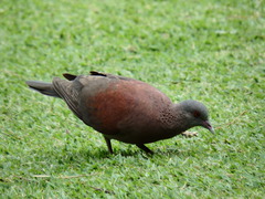 Nesoenas picturatus