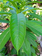 Sapium glandulosum