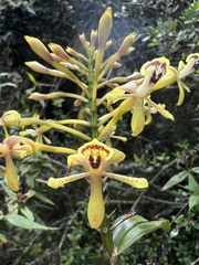 Epidendrum scytocladium