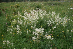 Koenigia panjutinii