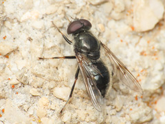 Cheilosia caerulescens
