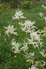 Koenigia panjutinii