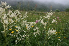Koenigia panjutinii