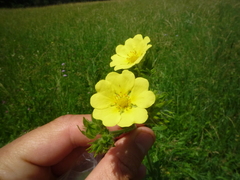 Potentilla recta obscura
