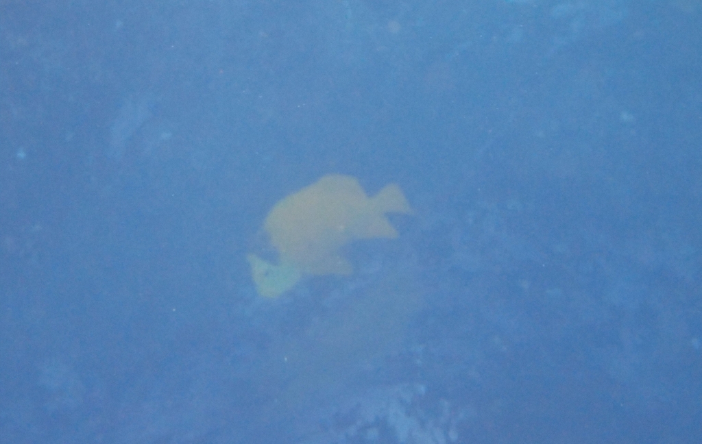 Bumphead damselfish (Microspathodon bairdii) — Pomacentridae