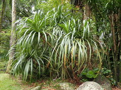 Pandanus sechellarum