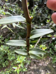 Epidendrum scytocladium