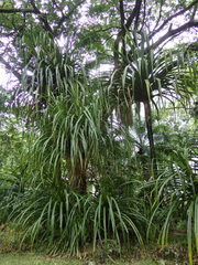 Pandanus balfourii