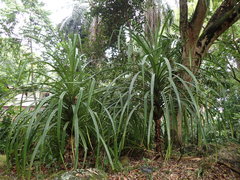 Pandanus balfourii