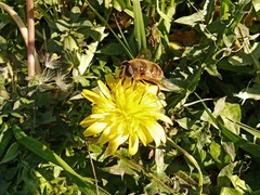 Eristalis tenax