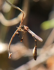 Leptopteromyia americana