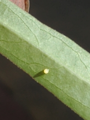 Danaus erippus