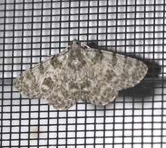 Dyscheralcis crimnodes