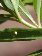 Danaus erippus