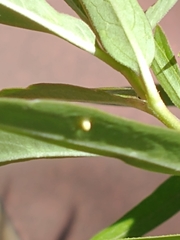 Danaus erippus