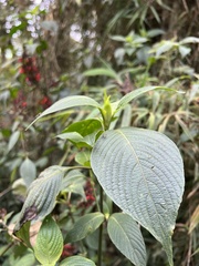 Stenostephanus