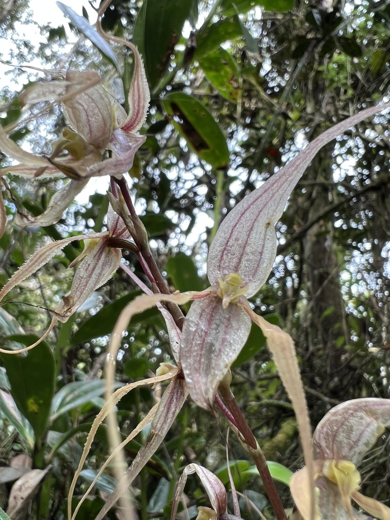 Pleurothallis phalangifera