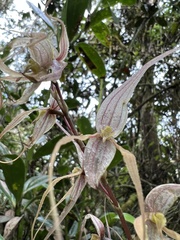 Pleurothallis phalangifera