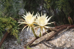 Selenicereus spinulosus