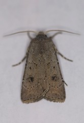 Agrotis vetusta