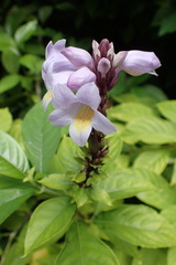 Phlogacanthus turgidus