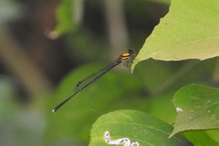 Prodasineura croconota