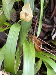 Maxillaria egertoniana