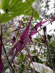 Pleurothallis phalangifera