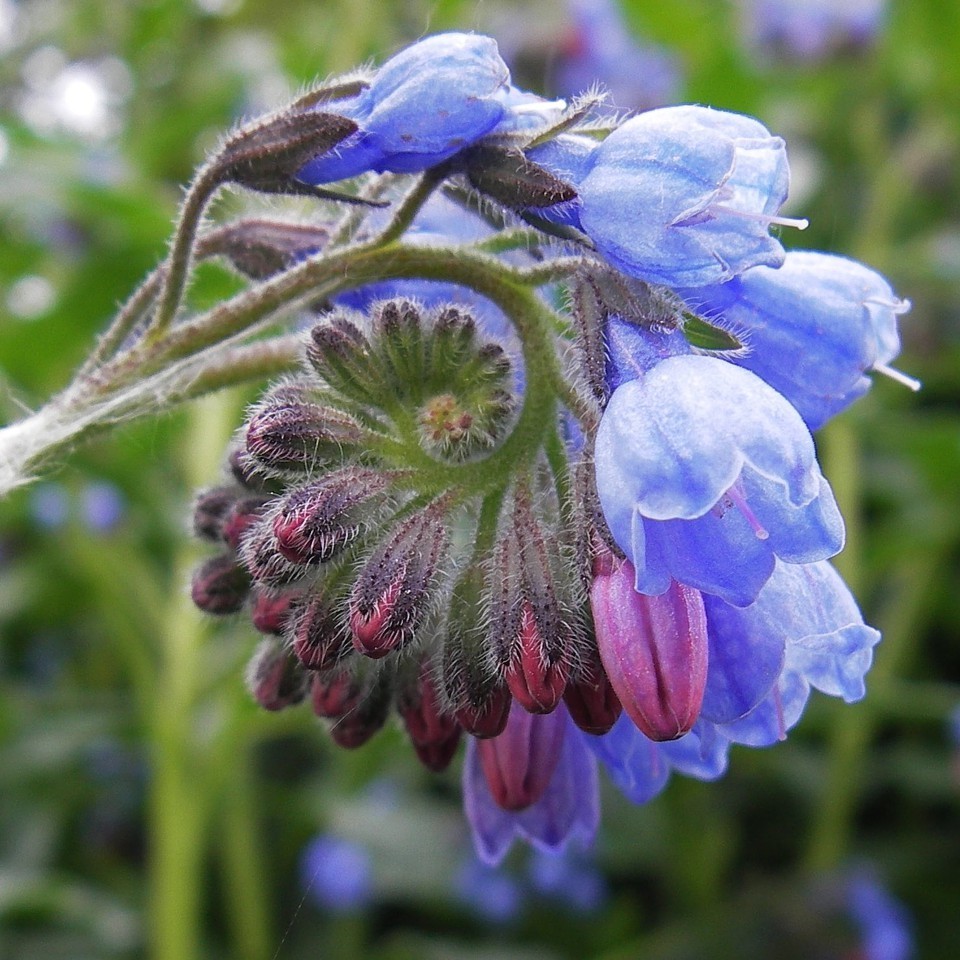 Symphytum caucasicum