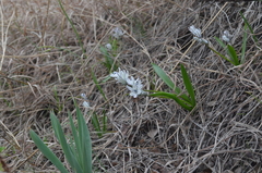 Fessia puschkinioides