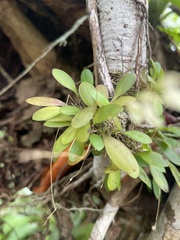 Specklinia