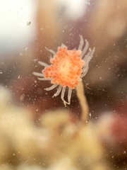 Ectopleura marina