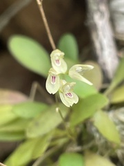 Specklinia