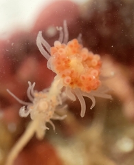 Ectopleura marina
