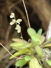 Specklinia