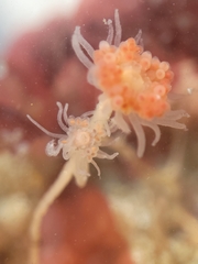 Ectopleura marina